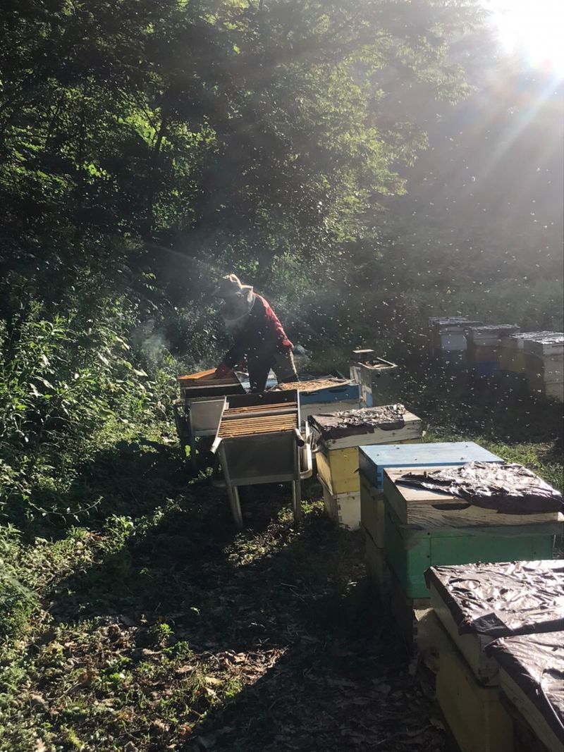 유미경님의 장터 판매 상품 [최상급 야생화꿀 (2.4kg)] 첨부 사진