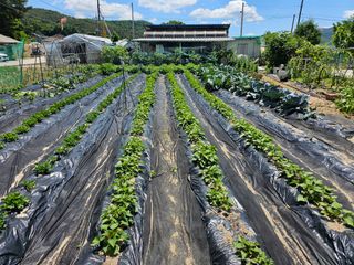 Bmww2226님의 고추 · 영농일지 작성글 사진