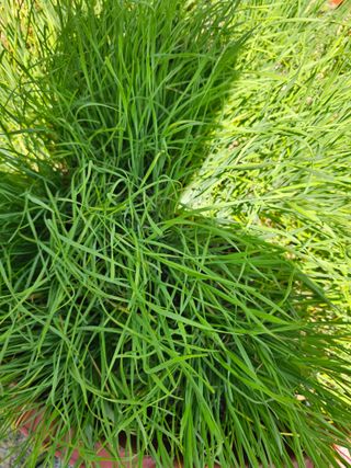 Bmww2226님의 고추 · 영농일지 작성글 사진