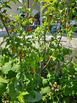 Bmww2226님의 고추 · 영농일지 작성글 사진