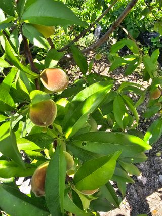 Bmww2226님의 고추 · 영농일지 작성글 사진