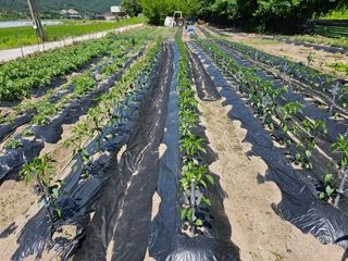 Bmww2226님의 고추 · 영농일지 작성글 사진