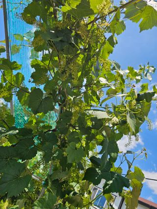 Bmww2226님의 고추 · 영농일지 작성글 사진