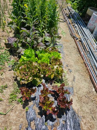 Bmww2226님의 고추 · 영농일지 작성글 사진