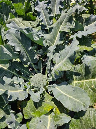 Bmww2226님의 고추 · 영농일지 작성글 사진