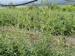 김태남님의 🎤어떤 노래 좋아하세요? · 참여글 작성글 사진