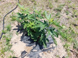 리얼팜님의 자유주제 · 자유게시판 작성글 사진