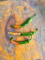 팜모닝 고추·영농일지 게시글 이미지