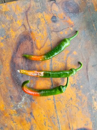 사랑해요팜모닝님의 고추 · 영농일지 작성글 사진