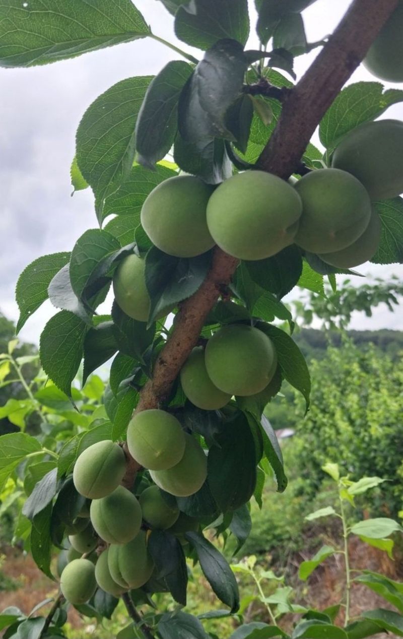 장터 상품 [매실청(매실원액1.8리터)친환경매실] 썸네일