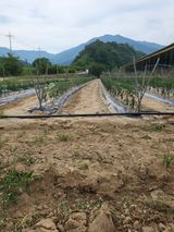 팜모닝 🎤어떤 노래 좋아하세요?·참여글 게시글 이미지