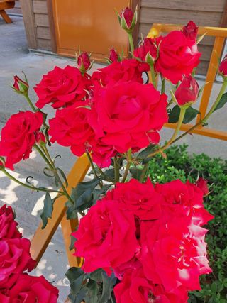 국화연구회님의 자유주제 · 자유게시판 작성글 사진