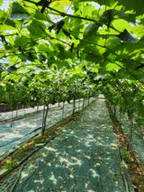 팜모닝 자유주제·자유게시판 게시글 이미지