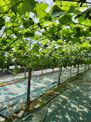 터골농장님의 자유주제 · 자유게시판 작성글 사진