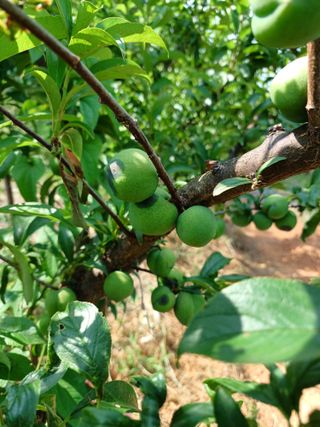 행운목(이옥도)님의 자두 · 병해충상담 작성글 사진