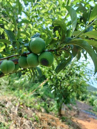 행운목(이옥도)님의 자두 · 병해충상담 작성글 사진