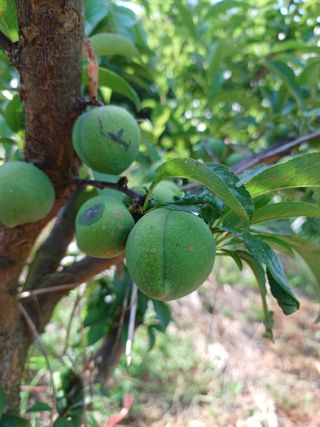 행운목(이옥도)님의 자두 · 병해충상담 작성글 사진