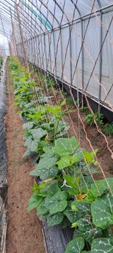 팜모닝 호박·영농일지 게시글 이미지