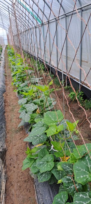 용호님의 호박 · 영농일지 작성글 사진