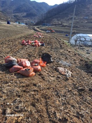 창공 귀농귀촌 초보님의 고추 · 영농일지 작성글 사진