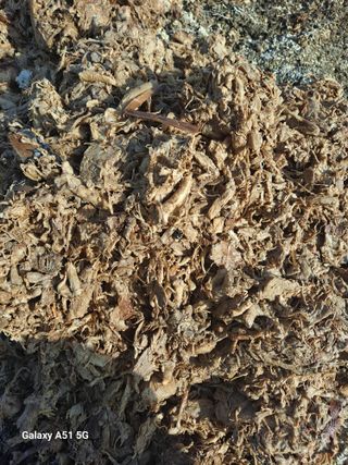 창공 귀농귀촌 초보님의 고추 · 영농일지 작성글 사진