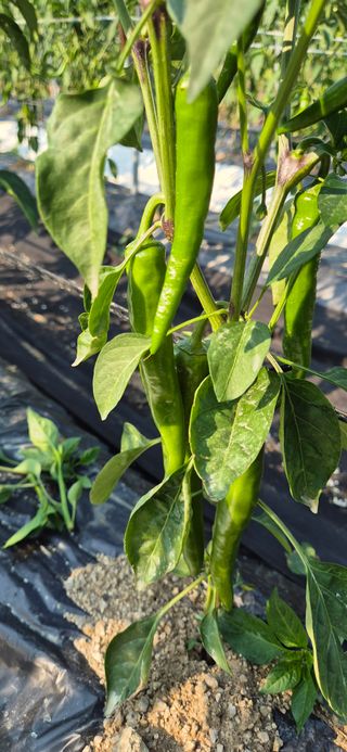 창공 귀농귀촌 초보님의 고추 · 영농일지 작성글 사진