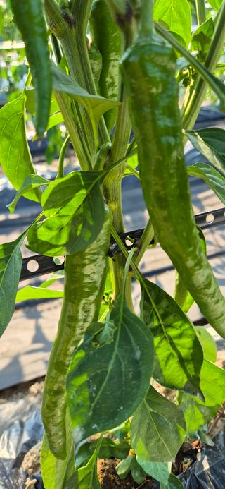 창공 귀농귀촌 초보님의 고추 · 영농일지 작성글 사진