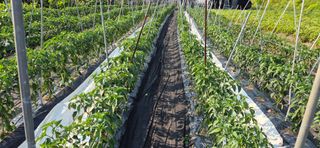 창공 귀농귀촌 초보님의 고추 · 영농일지 작성글 사진