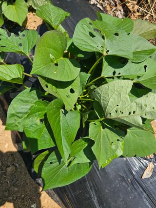 김진영님의 고구마 · 병해충상담 작성글 사진