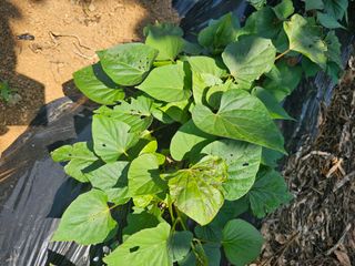 김진영님의 고구마 · 병해충상담 작성글 사진