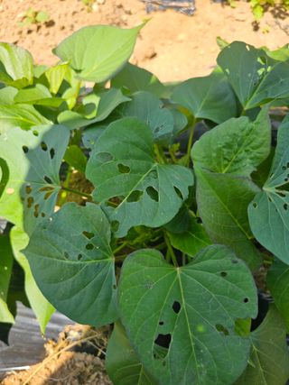 김진영님의 고구마 · 병해충상담 작성글 사진