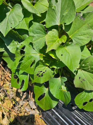 김진영님의 고구마 · 병해충상담 작성글 사진