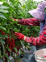 팜모닝 팜모닝·출석 게시글 이미지