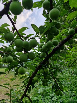 당근한개님의 자유주제 · 자유게시판 작성글 사진