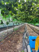 팜모닝 포도·영농일지 게시글 이미지