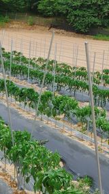 팜모닝 고추·영농일지 게시글 이미지