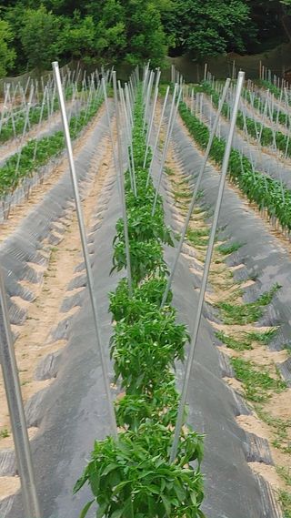 엉뚱한농사꾼임경섭님의 고추 · 영농일지 작성글 사진