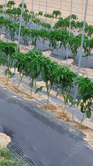 엉뚱한농사꾼임경섭님의 고추 · 영농일지 작성글 사진