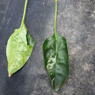 ...님의 고추 · 병해충상담 작성글 사진