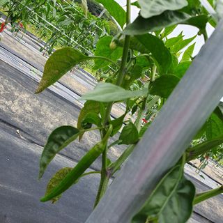 ...님의 고추 · 병해충상담 작성글 사진