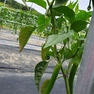 ...님의 고추 · 병해충상담 작성글 사진