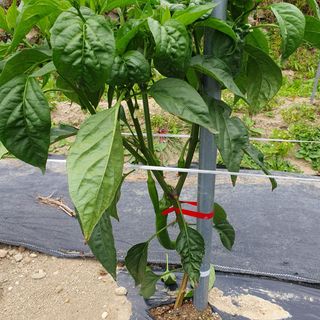 ...님의 고추 · 병해충상담 작성글 사진