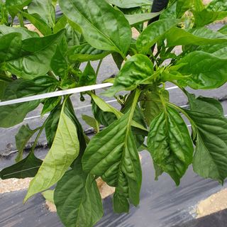 ...님의 고추 · 병해충상담 작성글 사진