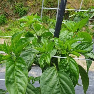 ...님의 고추 · 병해충상담 작성글 사진