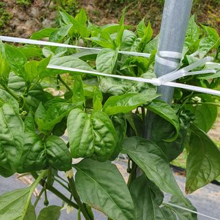 ...님의 고추 · 병해충상담 작성글 사진