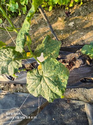 김진님의 자유주제 · 자유게시판 작성글 사진