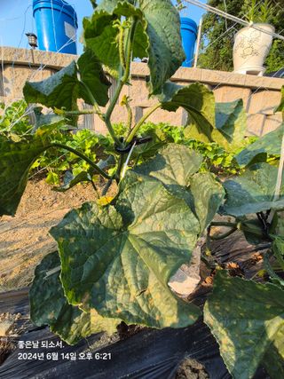 김진님의 자유주제 · 자유게시판 작성글 사진