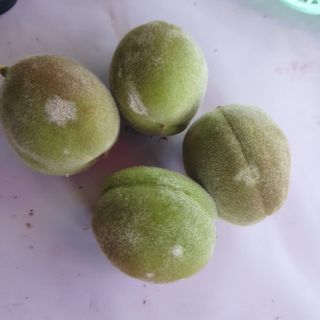 인생은 소풍처럼~님의 농사, 무엇이든 물어보세요! · 참여글 작성글 사진