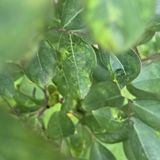 팜모닝 기타작물·병해충상담 게시글 이미지