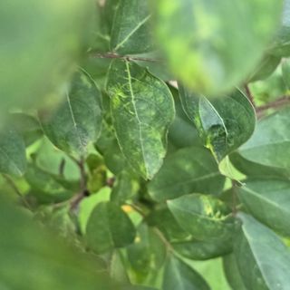 자두15836님의 기타작물 · 병해충상담 작성글 사진